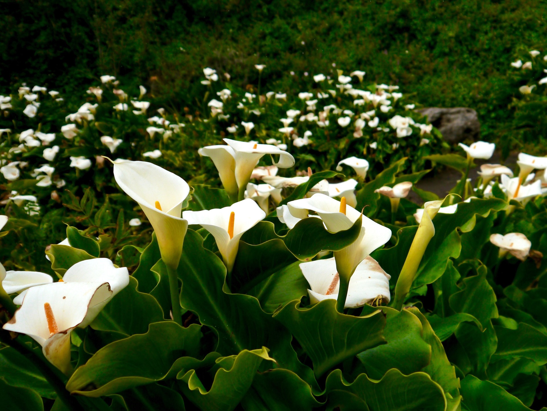 Цветы каллы в калифорнийской долине Calla Lily Valley