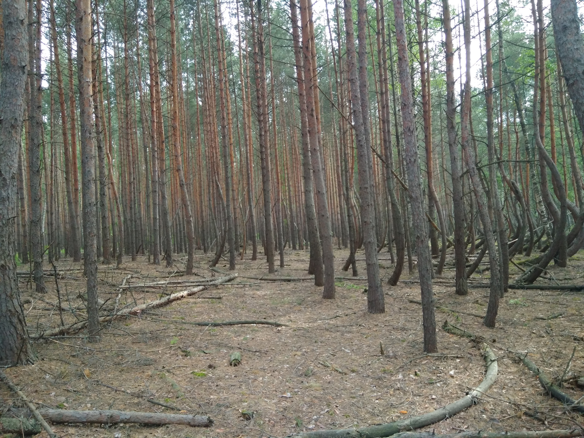 Пьяный лес в Шиловском районе