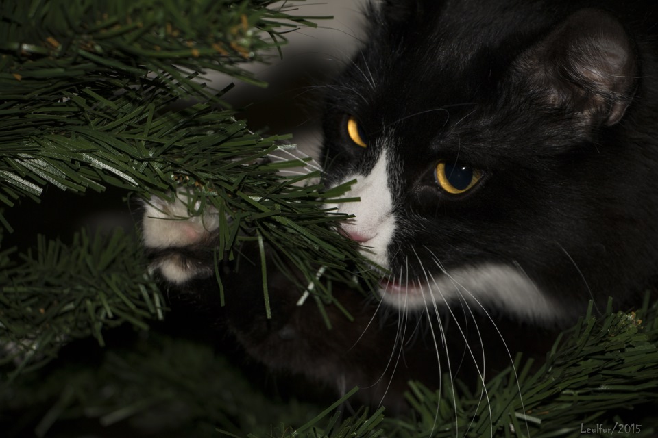 Дневник Кота Васьки — DRIVE2