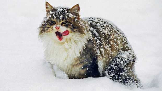 Кот в снегу