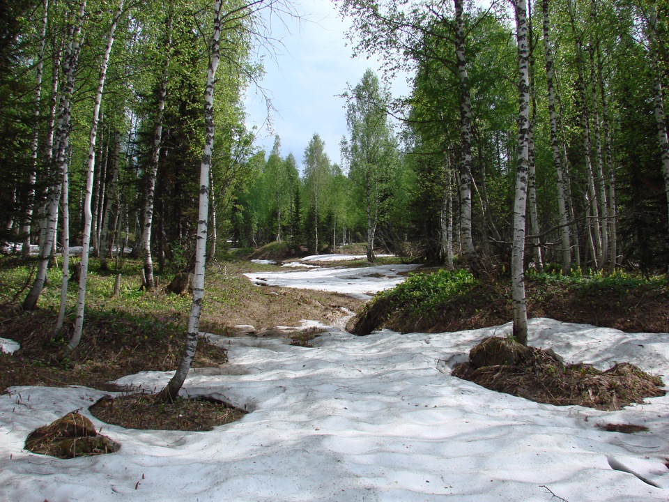 Весенняя тайга фото