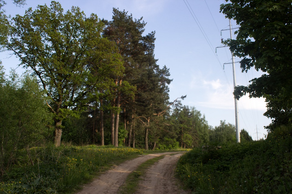 Видновский лесопарк фото