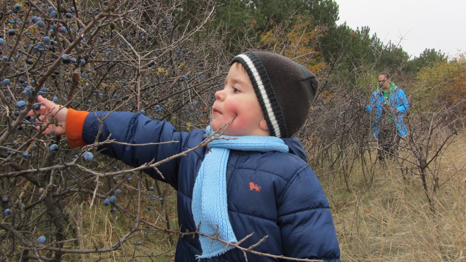 даже ветки не помеха ! — Ford Mondeo III