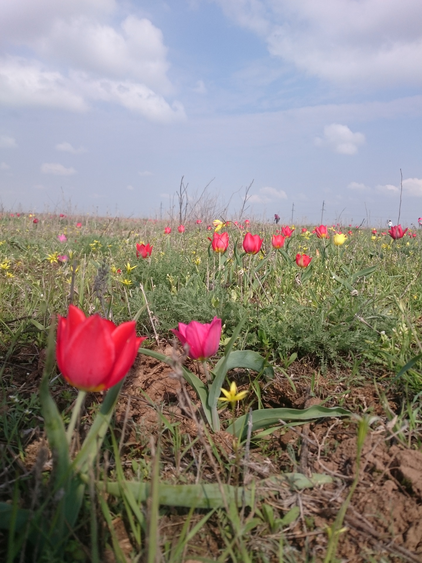 Тюльпановое поле в Волгограде