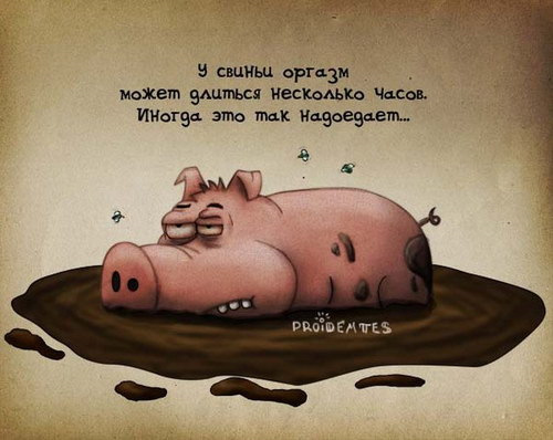 Картинки поросят прикольные