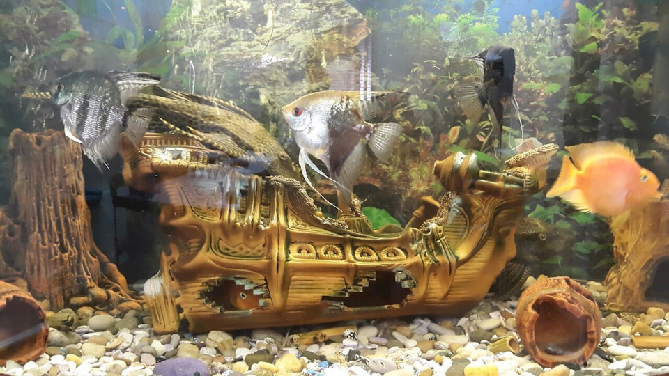 Привычное, в другом ракурсе. — Сообщество «Аквариум (и его обитатели ...
