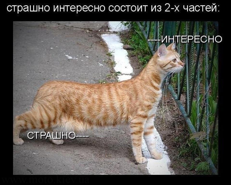 Интересные Котики Картинки