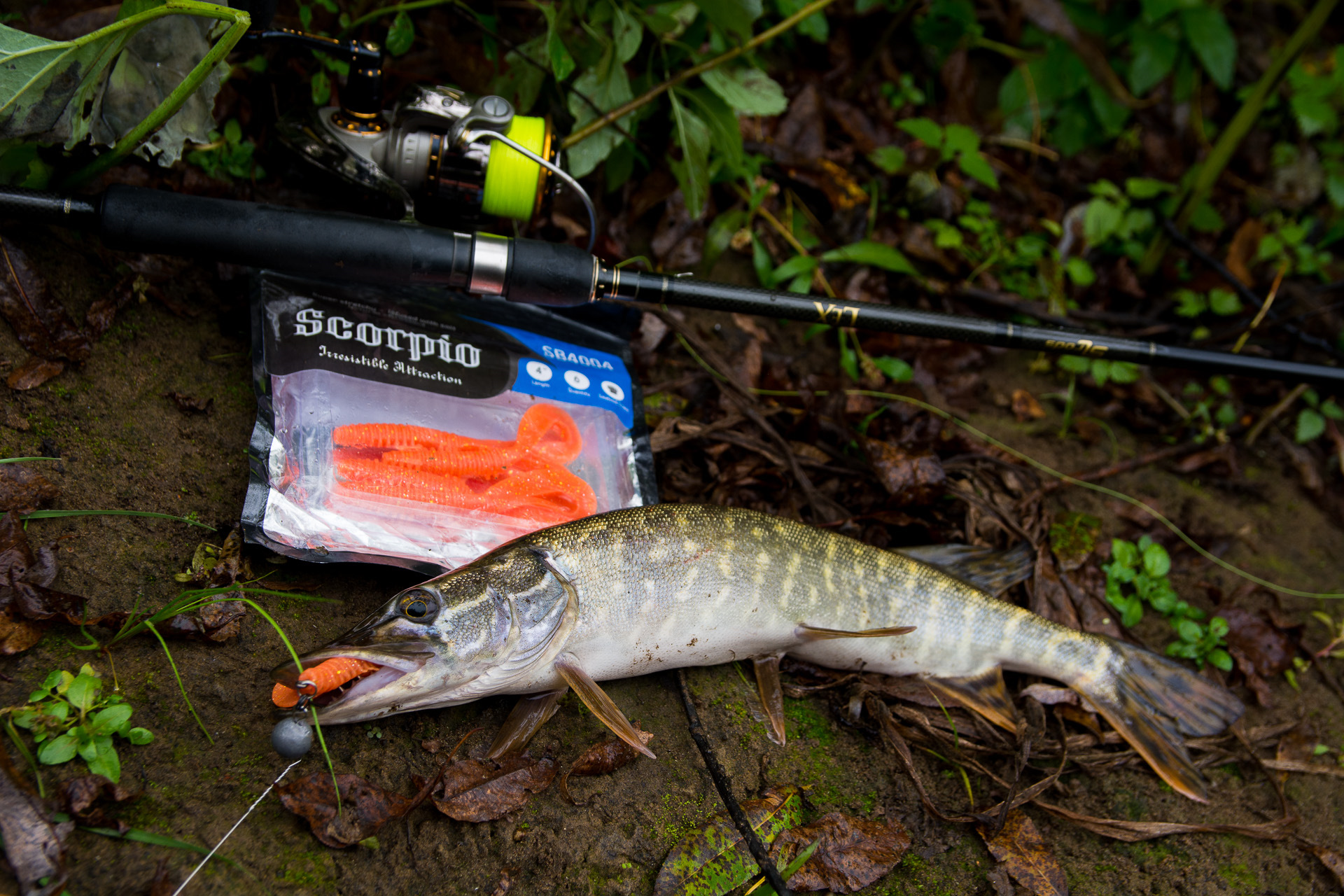 Спиннинг для рыбалки на щуку. Щука на спиннинг. Щука на спиннинг. Ловля щуки. Рыбалка на щуку в сентябре.