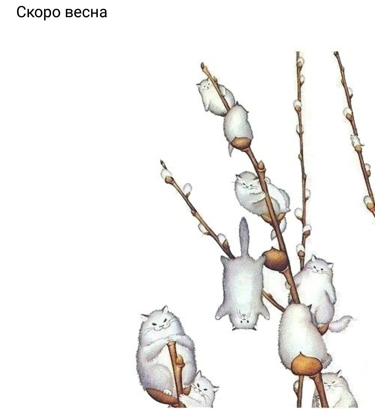 Котики верба