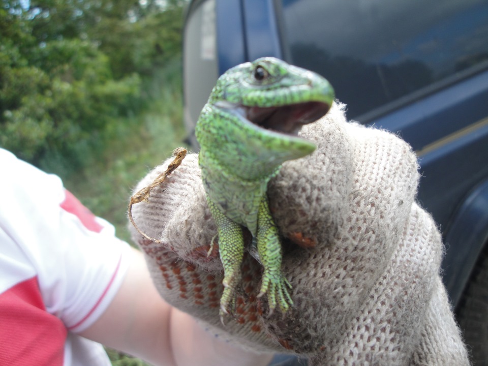 Поймали такого зверя — Jeep Cherokee (XJ)