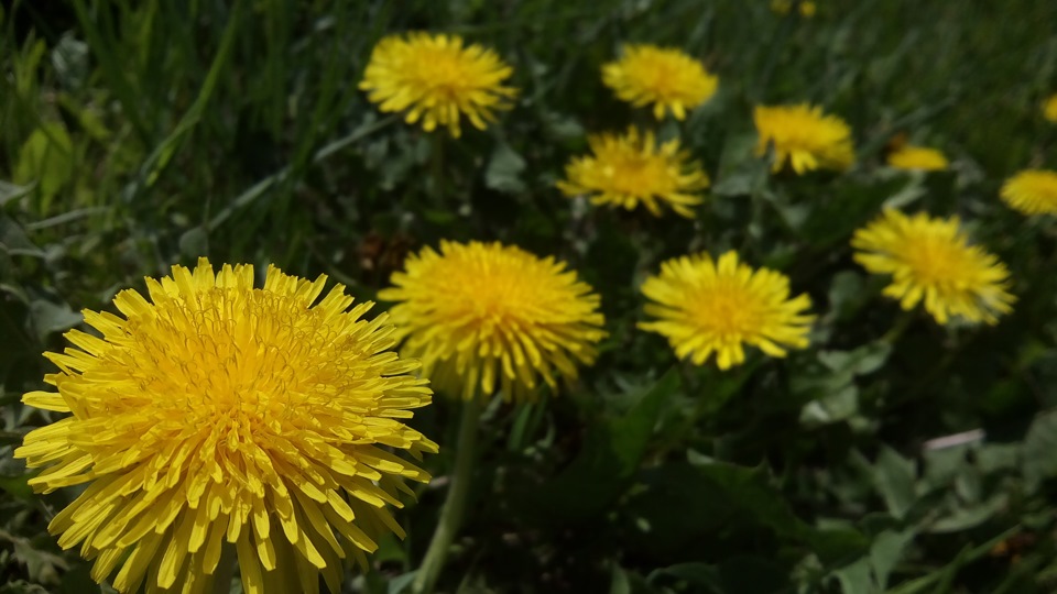 Немного опыта на даче — DRIVE2