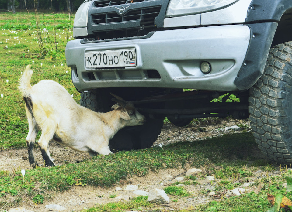 Фото в бортжурнале УАЗ Patriot