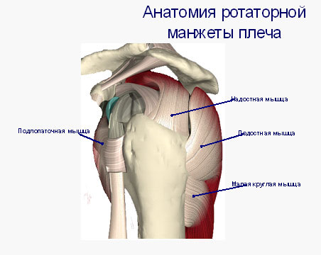 Ротаторная манжета плечевого сустава анатомия