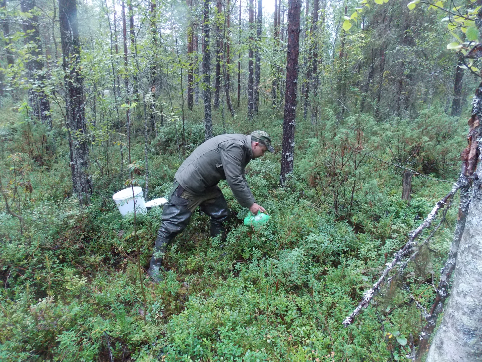 сбор ягод в карелии