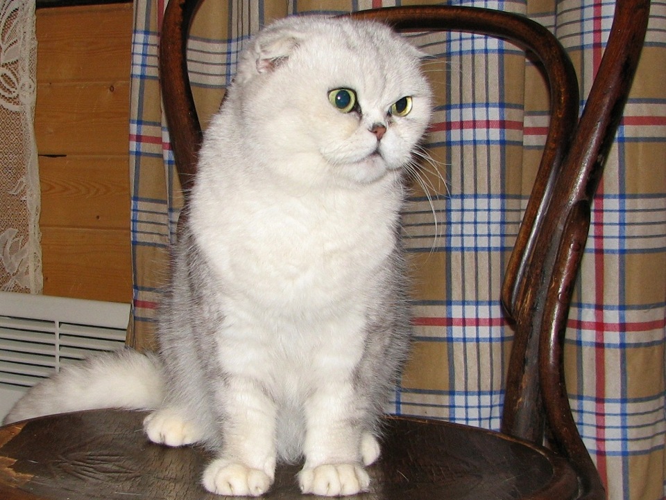 Лариса решила выяснить соответствует ли изображенная на фотографии кошка породы шотландская