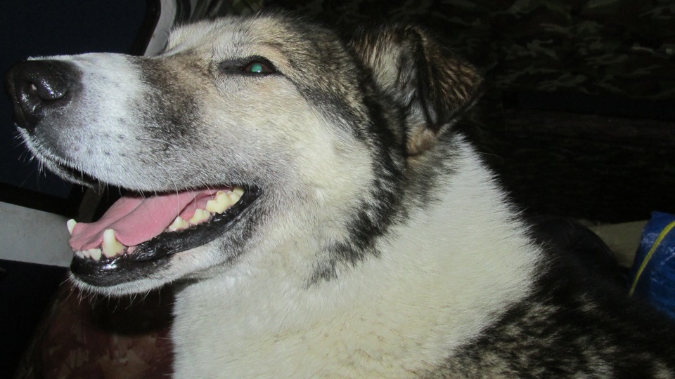 Фото в бортжурнале УАЗ 39095