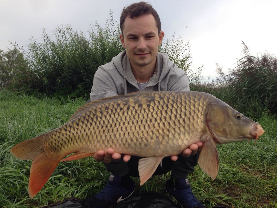Черняховский пруд. Черняховский пруд. Улица черняховского пруд. Фото карпика. Черняховский пруд.