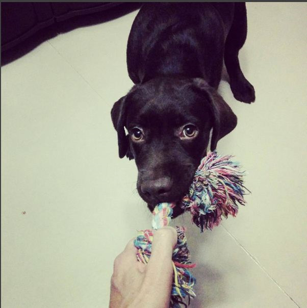 Хозяин! Хватит за компом сидеть! Пойдем играть! — KIA Rio 5-door (3G)