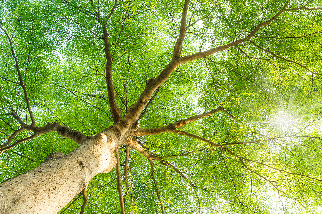 Дорога ясная поляна недорезово. Тихая полянка закрыта густыми кронами деревьев. Лес опушка. Красивое дерево. Крона дерева.