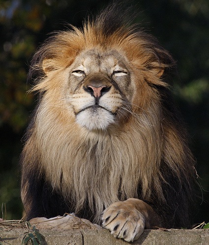 I'm happy and I ain't lion! Smiling animals, Happy animals, Beautiful lion