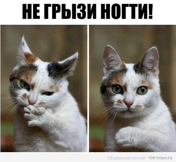 Кот с ногтями мем