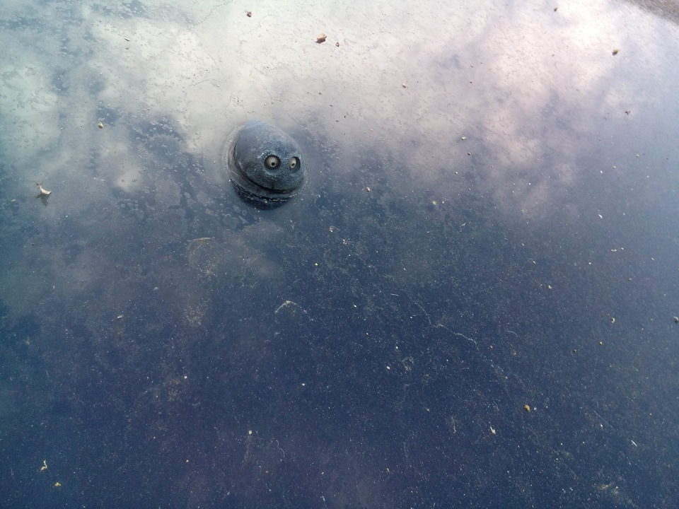 Веерные форсунки и обратный клапан — Lada Приора седан, 1,6 л, 2010 ...