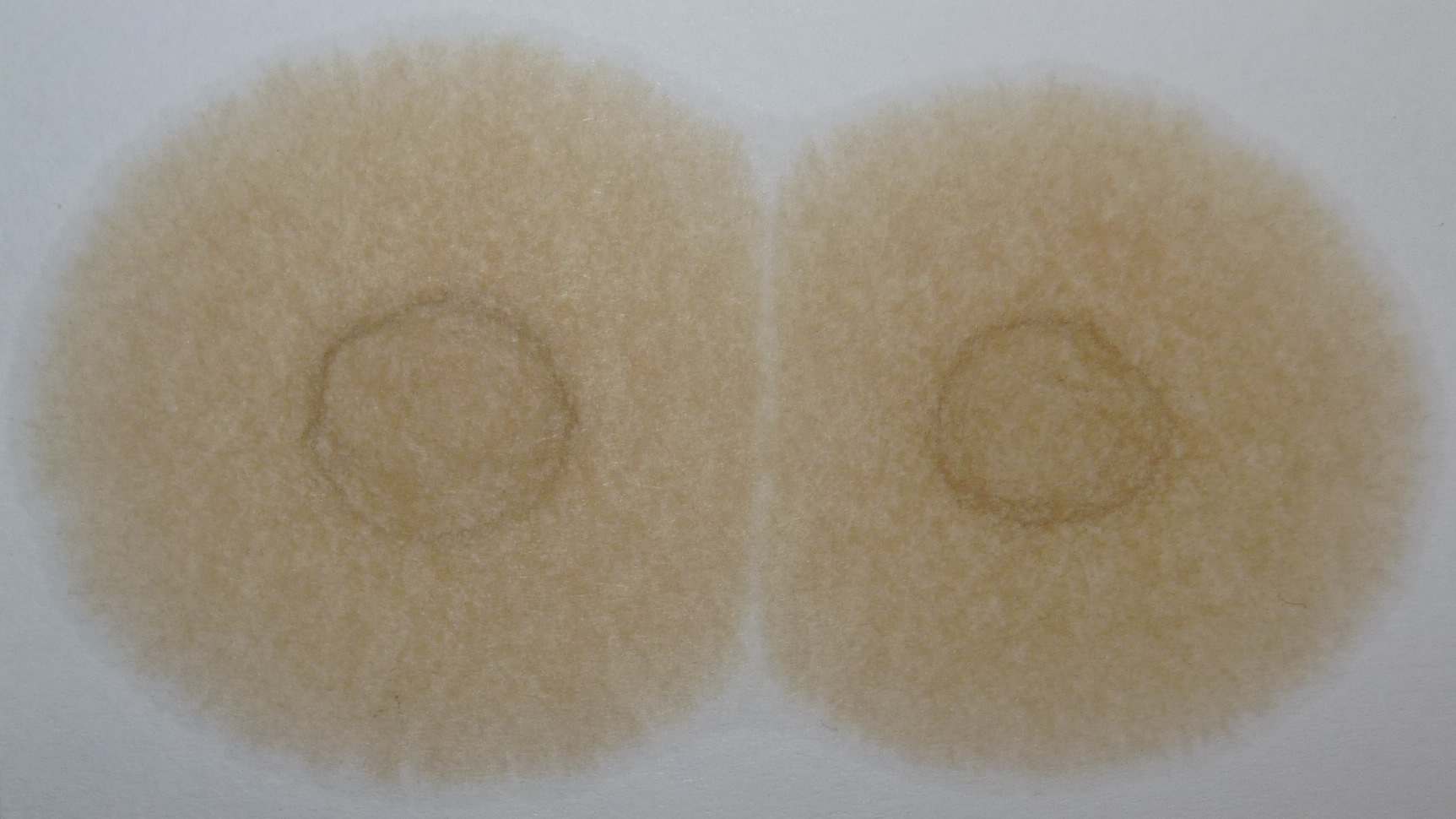 Капельный метод проверки масла. Капельный тест. — Suzuki Liana, 1,6 л ...