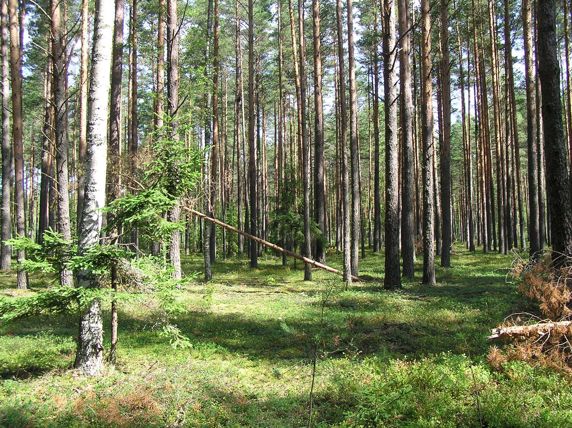 Имантский лес Латвия