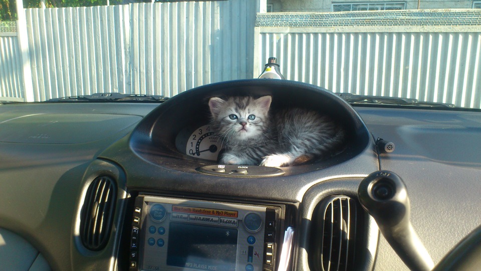 Кот-Осмотр или как я железо мял — Toyota Funcargo, 1,3 л., 2001 года ...