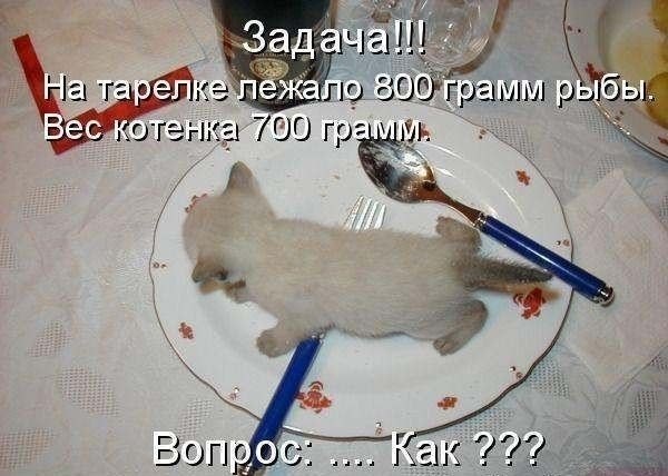 Про котиков смешных для детей
