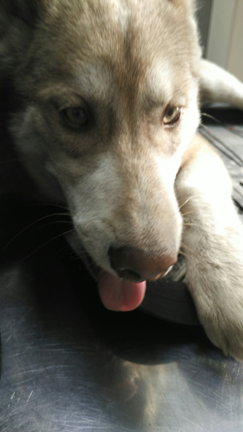 Фото в бортжурнале Toyota Hilux (7G)