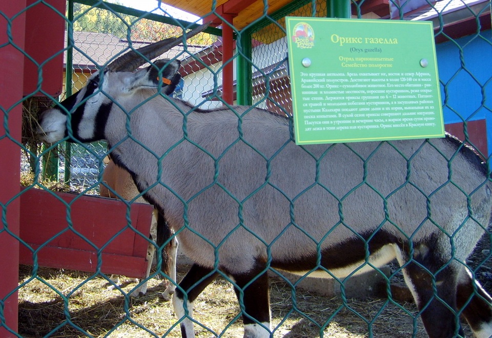 Красноярский зоопарк роев ручей