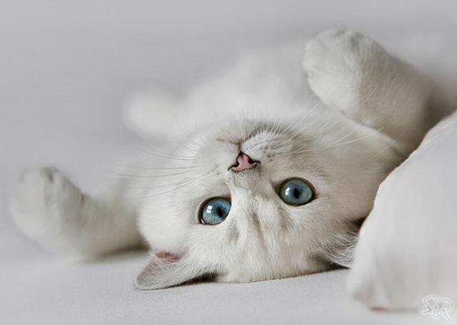 Котик милый белый