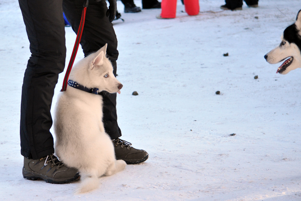 Просто няшность — Jeep Grand Cherokee (ZJ)