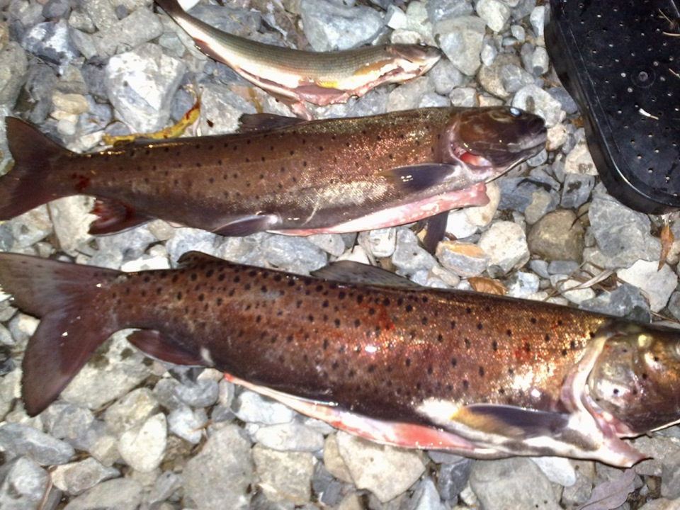 рыбалка на реке курица. Смотреть фото рыбалка на реке курица. Смотреть картинку рыбалка на реке курица. Картинка про рыбалка на реке курица. Фото рыбалка на реке курица рыбалка на реке курица. Смотреть фото рыбалка на реке курица. Смотреть картинку рыбалка на реке курица. Картинка про рыбалка на реке курица. Фото рыбалка на реке курица