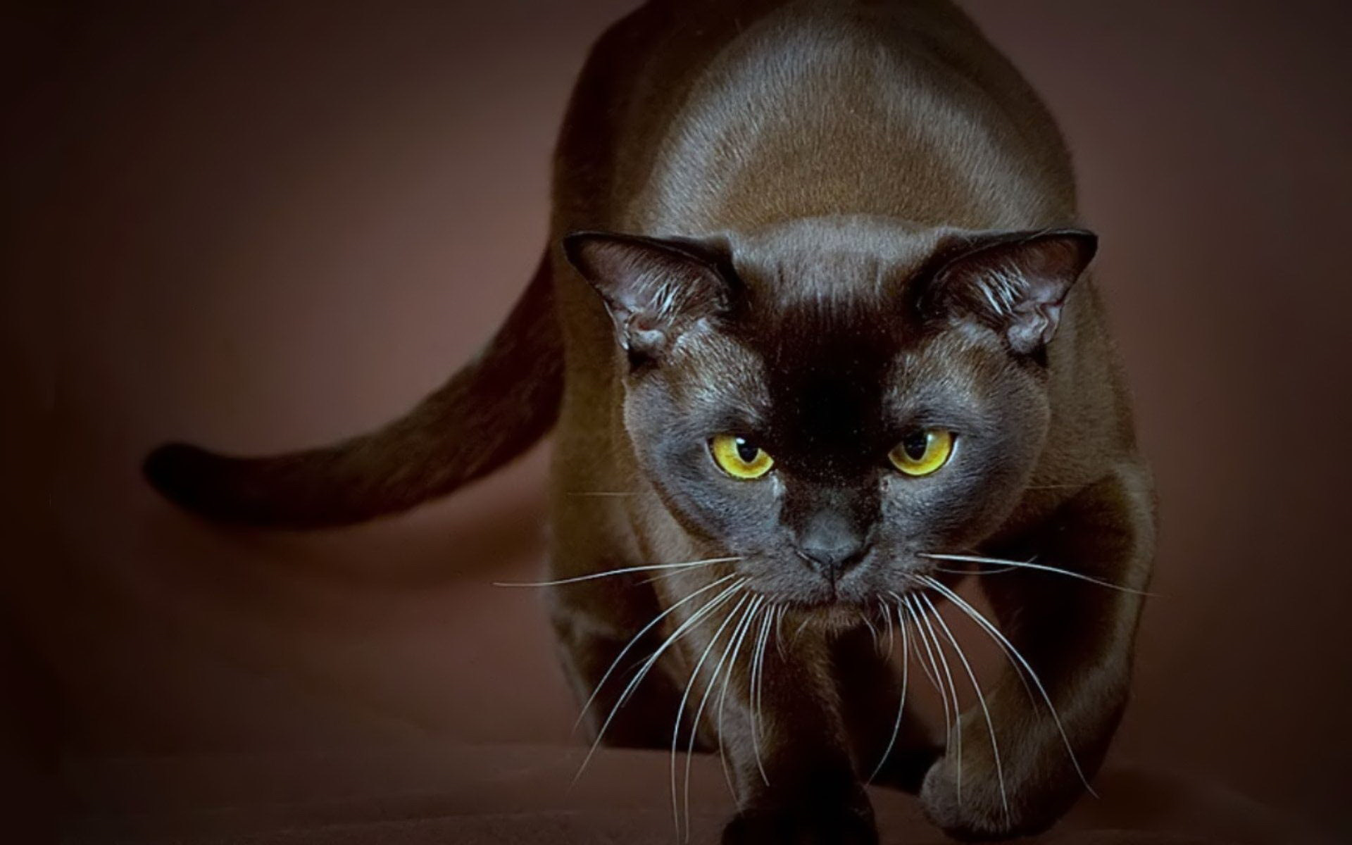 Бурманская кошка шоколадная. Бурманская кошка. Европейская Бурма кошка. Рыжая кошка порода Бурманская. Бурманская черепаховая кошка.