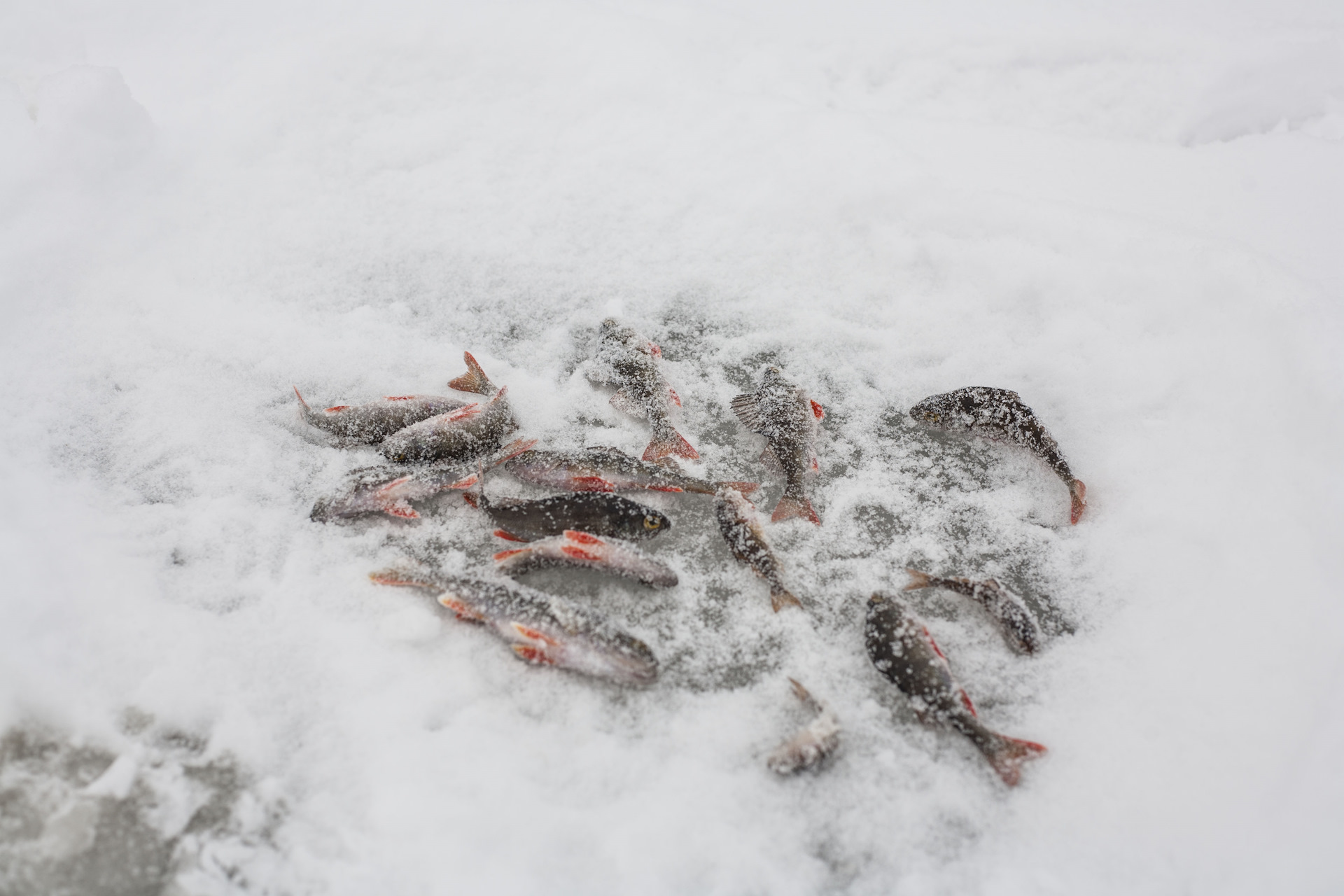 Зимняя рыбалка на Волоярви