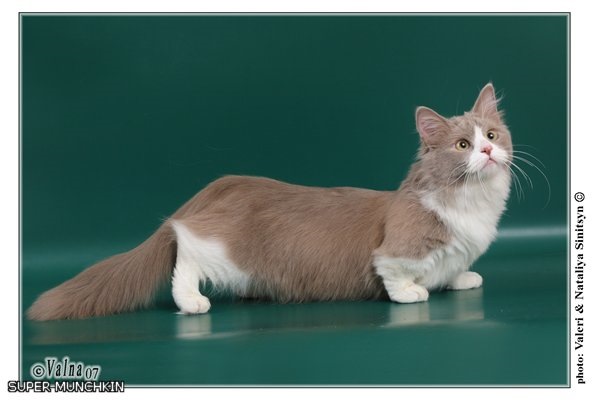 Кошка с короткими лапами