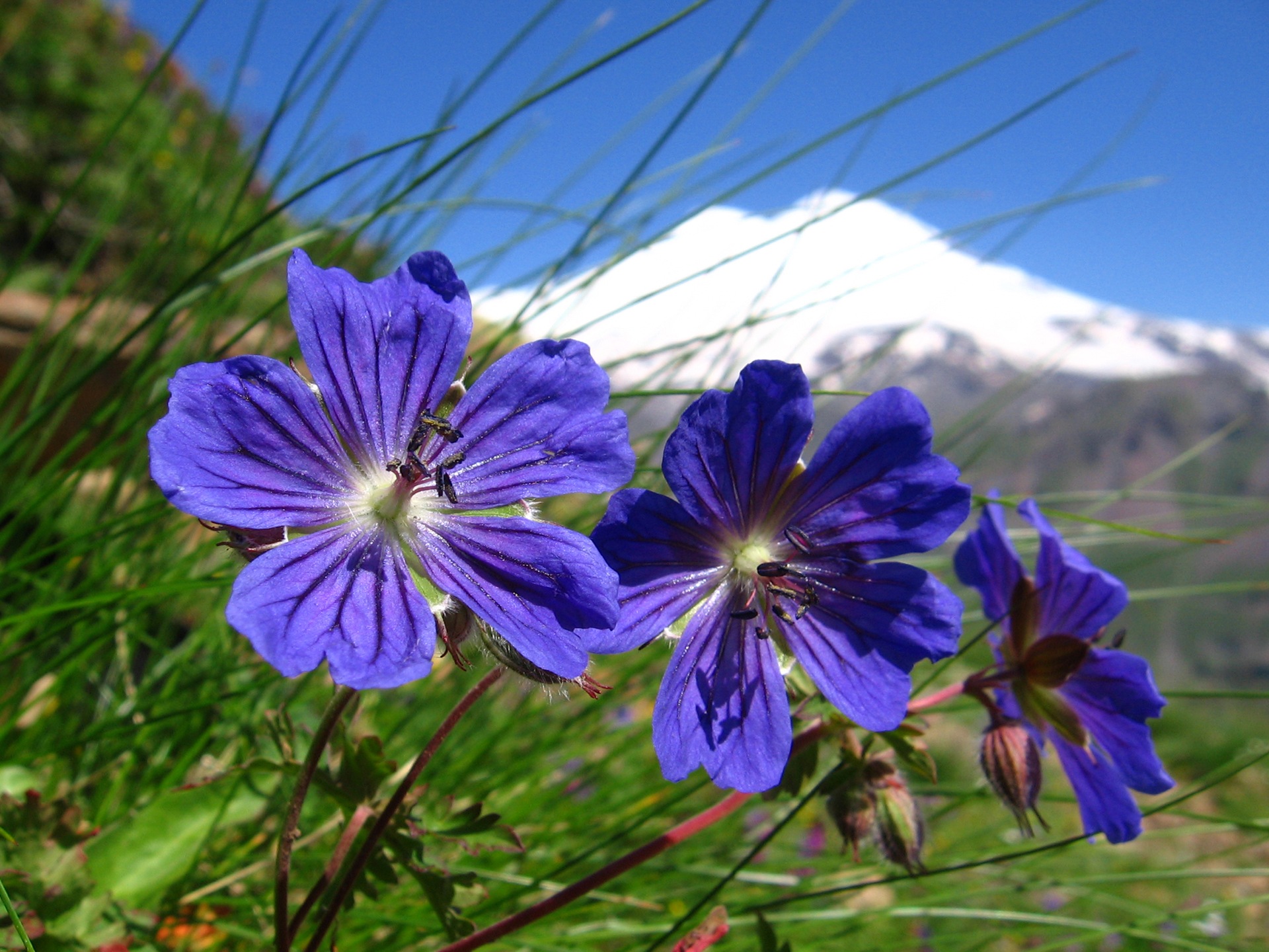Полевые цветы Северного Кавказа
