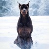 13 район ультиматум актеры дубляжа. Смотреть фото 13 район ультиматум актеры дубляжа. Смотреть картинку 13 район ультиматум актеры дубляжа. Картинка про 13 район ультиматум актеры дубляжа. Фото 13 район ультиматум актеры дубляжа