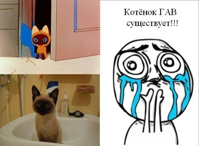 Смешные котики мемы