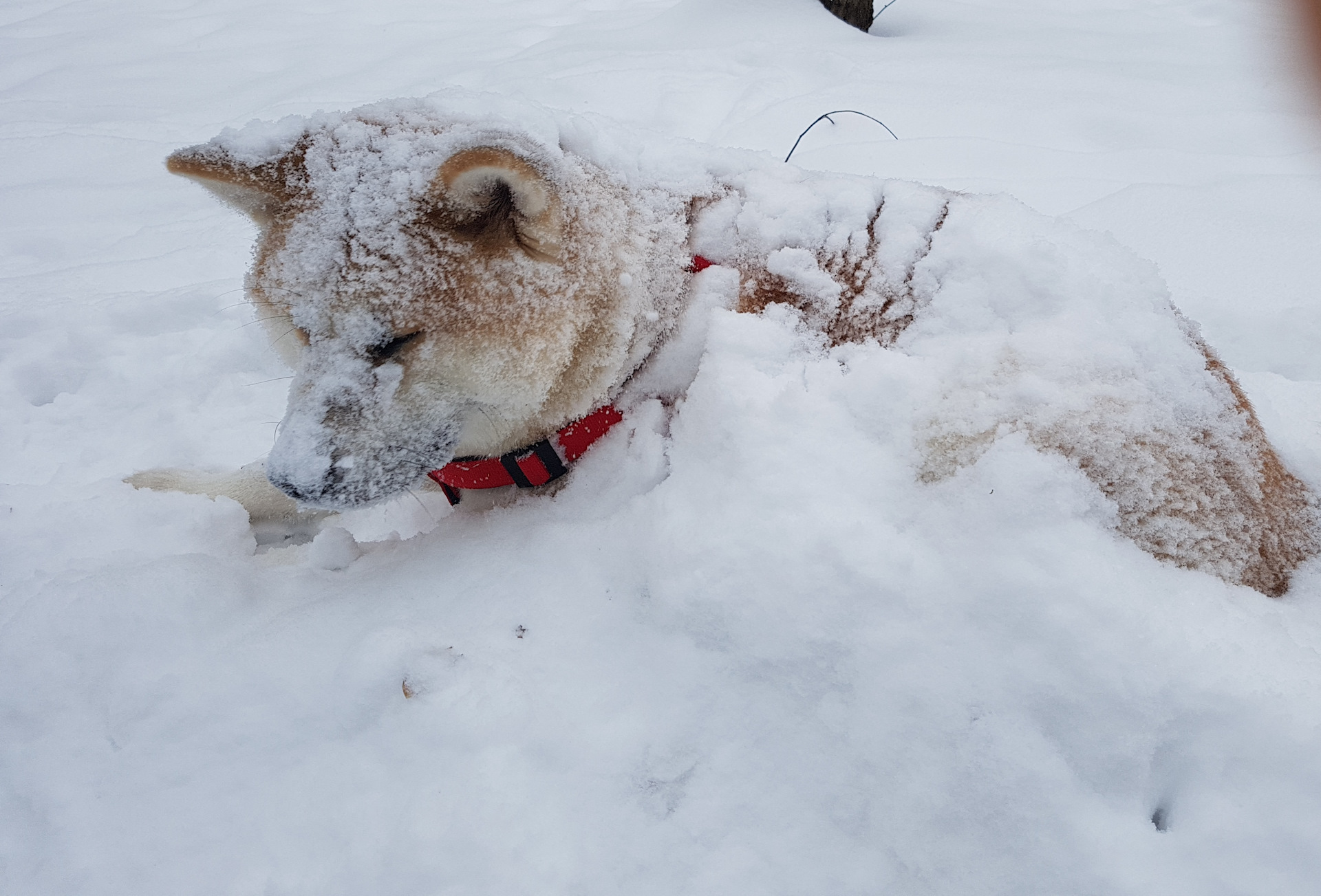 Собака снежок. Снежные псы. Снежные псы фото. Снежный пес акция. Зоозащитной акции «снежный пёс».