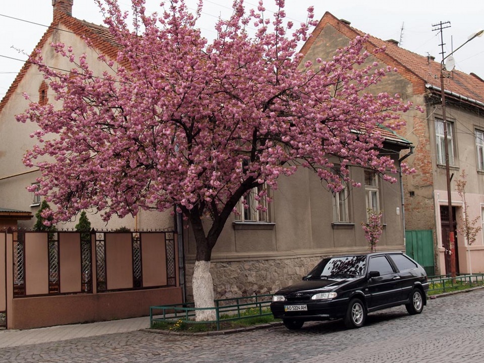 Сакура в казани фото