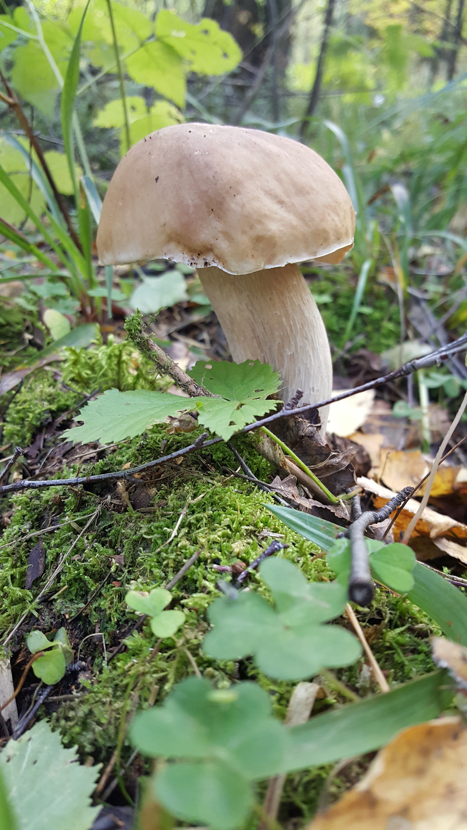 Грибы лишены. Опята грибы. Съедобные грибы донбасса. Грибы лишены. Мухомор красный.