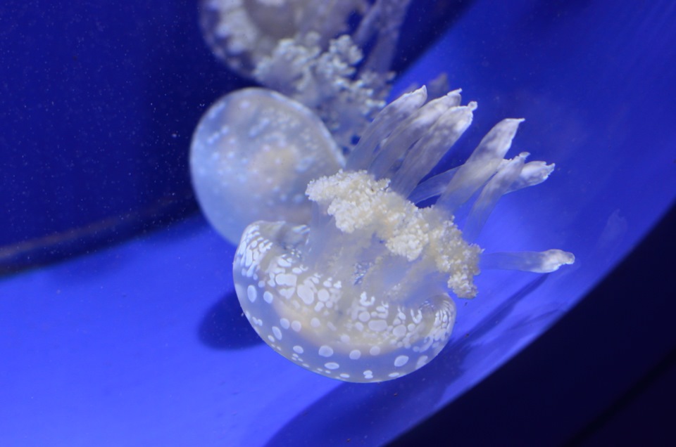 Москвариум на ВДНХ (ч2) — DRIVE2