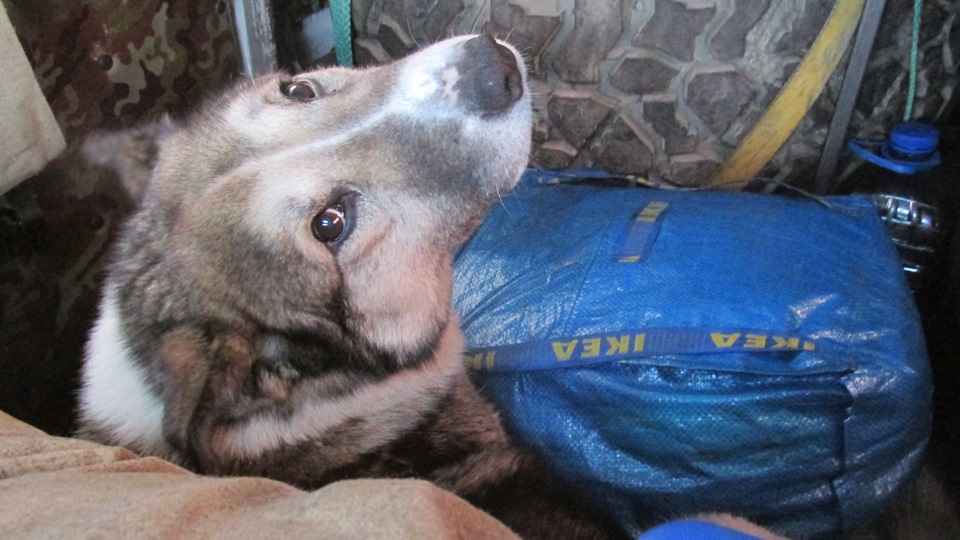 Фото в бортжурнале УАЗ 39095