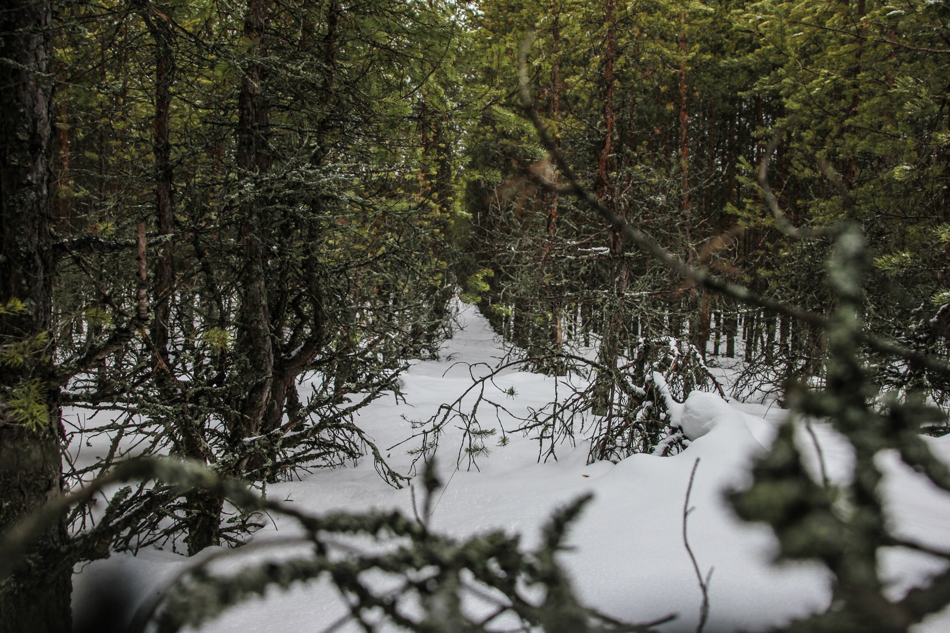 Snowy Forest Ardennes.