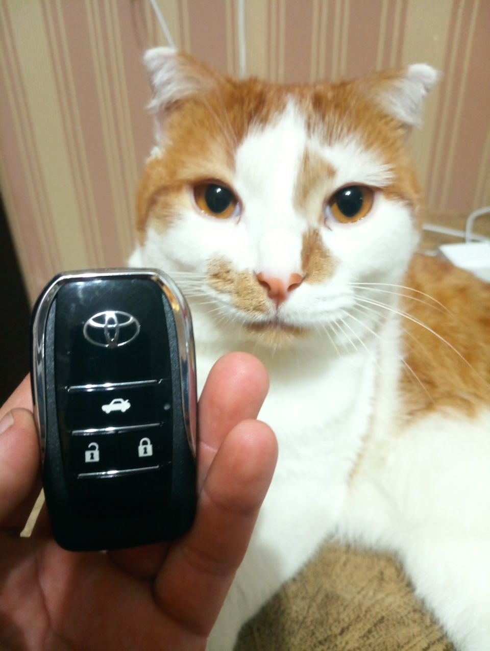 Ключ с Али — Toyota Camry (XV40), 2,4 л, 2007 года | просто так | DRIVE2