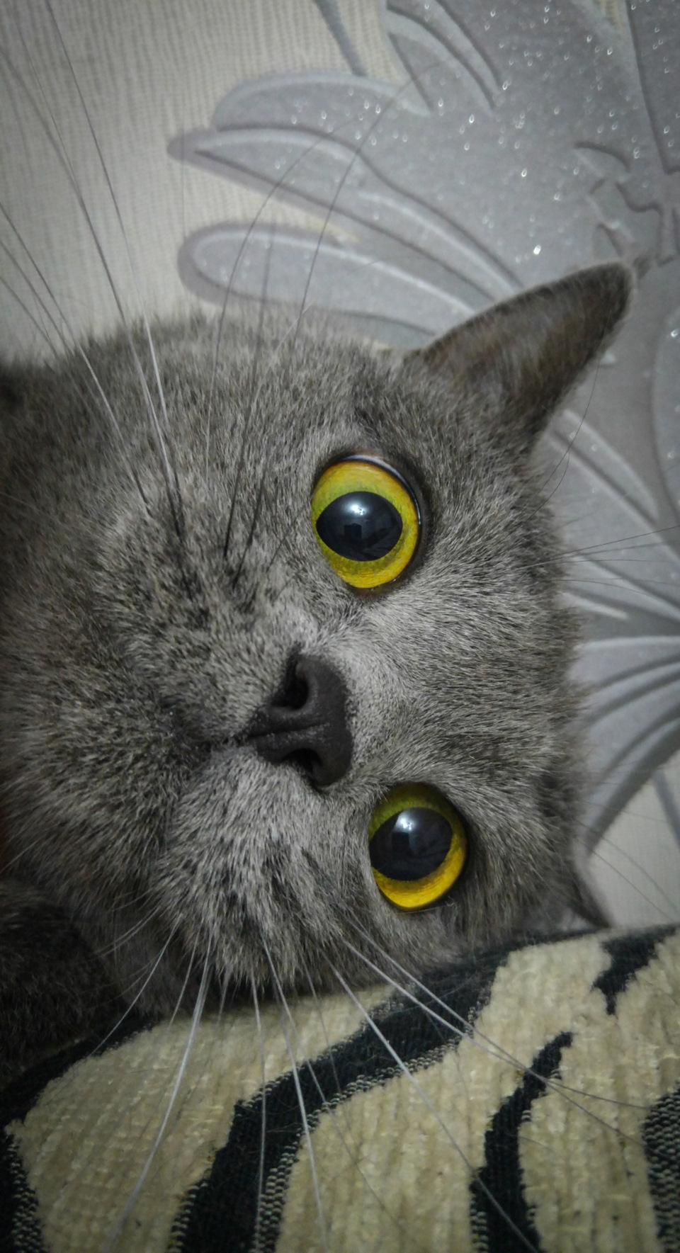 Всем Ку! — Hyundai Solaris (1G)