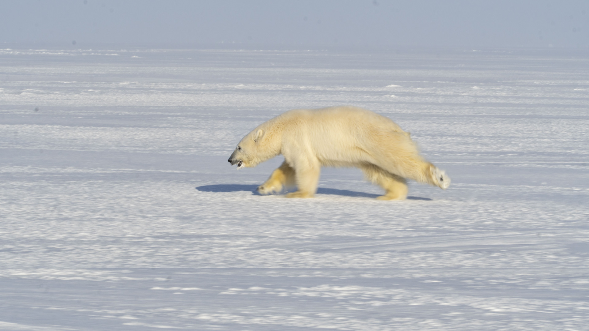 Остров белый в Карском море. Карское море белый медведь. Арктика остров белый. Экспедиция к белым медведям. Максимальная скорость белого медведя
